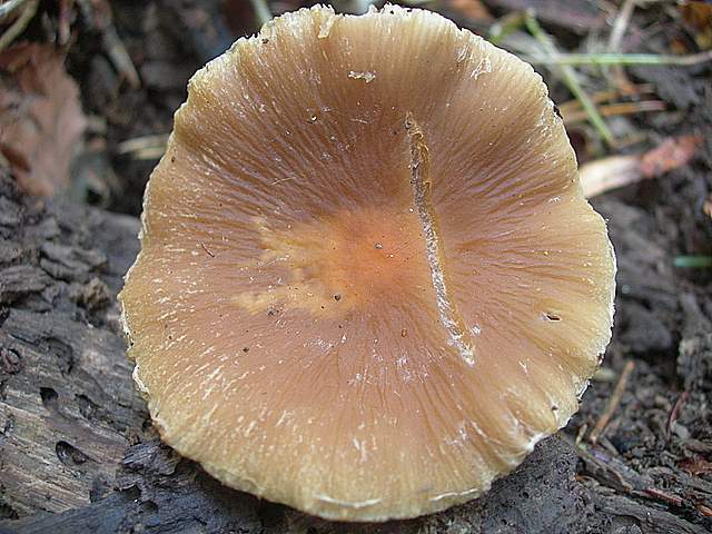 Psathyrella gossypina   (Bull.)   A. Pearson & Dennis